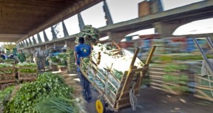 Trabalhadores da Companhia de Entrepostos e Armazéns Gerais de São Paulo (CEAGESP), uma das principais empresas estatais brasileiras de abastecimento