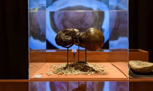 darwin_exposicao_fiesp