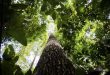 Crise climática pode ser combatida com monetização de reflorestamento