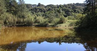 Lago do Parque Natural Municipal Varginha, no bairro Chácara Santo Amaro.