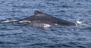 baleias-jubarte