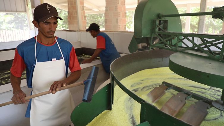 Farinha, a estrela do Acre é tema do Caminhos da Reportagem de hoje.