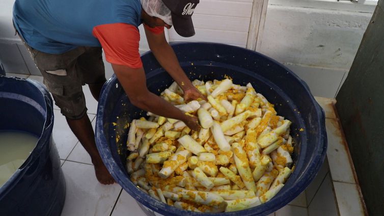 Farinha, a estrela do Acre é tema do Caminhos da Reportagem de hoje.