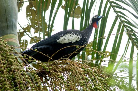 Reserva no Paraná tem 12 espécies de animais ameaçadas de extinção