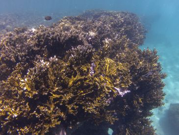 Tamandaré (PE), 25/10/2023 - O coral-de-fogo (Millepora alcicornis) no recife Pirambu, na APA Costa dos Corais. Foto: Fernando Frazão/Agência Brasil