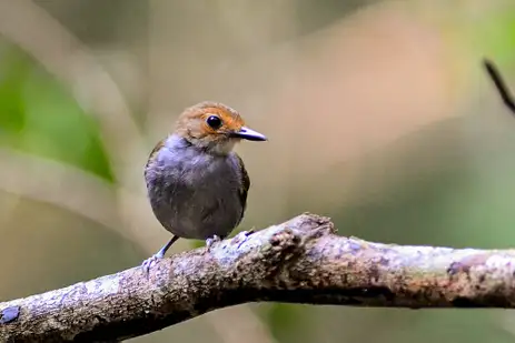 Rio de Janeiro (RJ) 25/04/2024 - Mudanças climáticas do passado impactaram genética de ave na Amazônia Subir essas fotos para o Mosaico, a fim de colocar na matéria sobre mudanças climáticas. Foto: Bruno Rennó / WikiAves