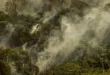 Crise climática pode provocar nova extinção em massa, diz pesquisador