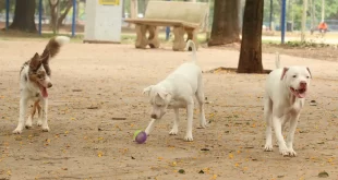 Saiba como funciona o SinPatinhas, novo RG Animal para cães e gatos