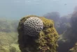 Unesco reconhece projeto brasileiro que busca preservar corais em PE