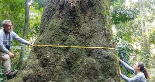Jequitibá-rosa com cerca de 500 anos é localizado em parque no Rio