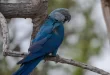 Ararinhas-azuis recapturadas testam positivo para vírus letal
